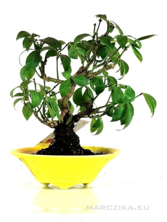 Euonymus sp. shohin bonsai