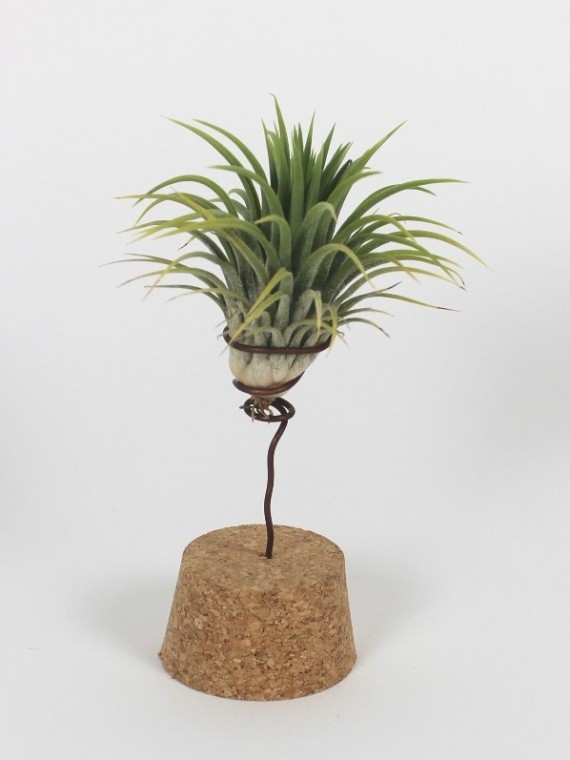 Tillandsia parafadugóval 01.