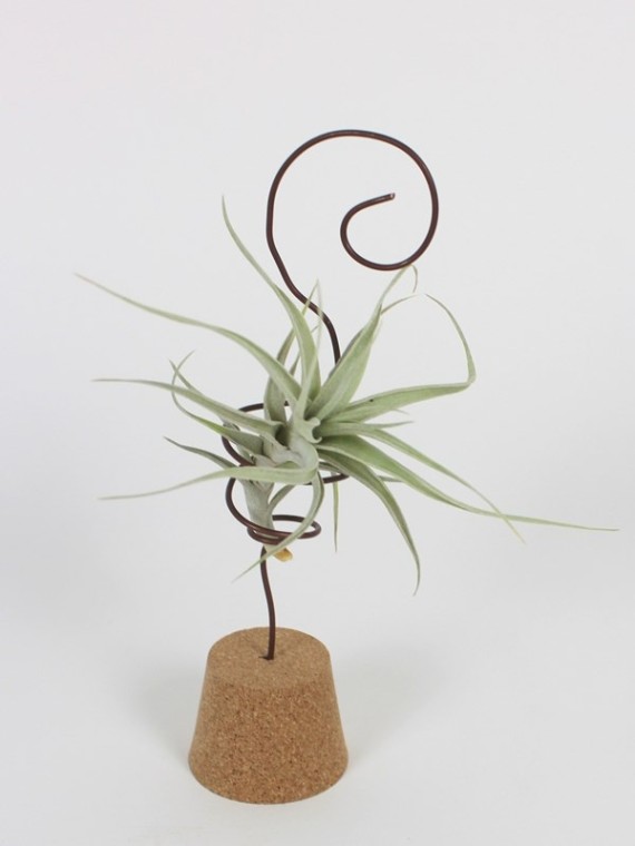 Tillandsia parafadugóval 05.