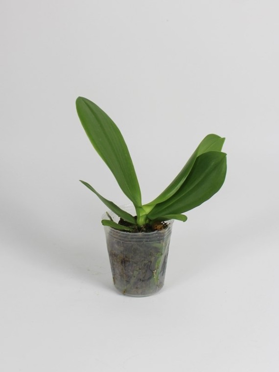 Phalaenopsis Meidarland Kaiulani '700'
