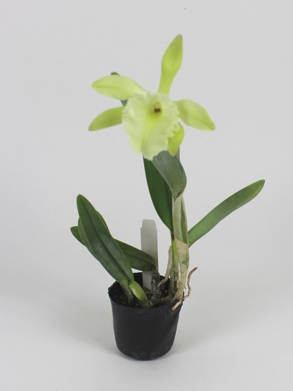 Brassavola Aristocrata ( glauca x digbyana)