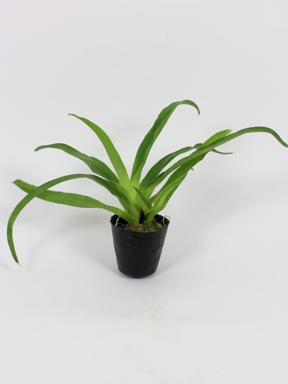 Aeranthes grandiflora