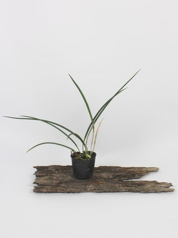 Brassavola cucullata