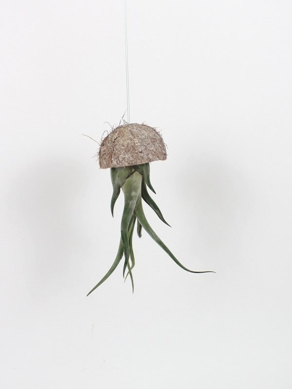 Tillandsia caput-medusae kókuszdió héjban