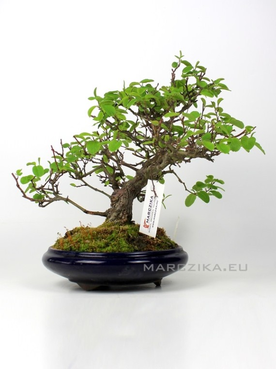 Berchemia racemosa japán bonsai