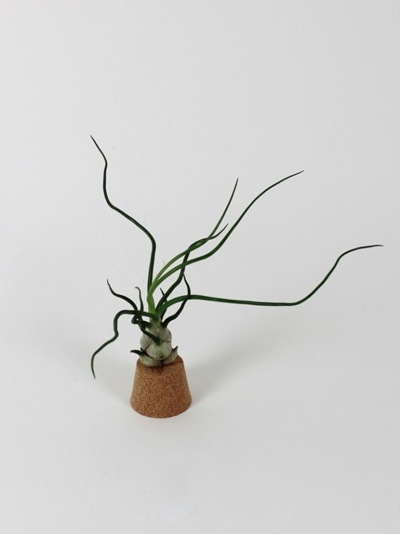 Tillandsia bulbosa parafadugón