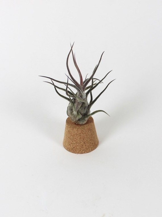 Tillandsia pruinosa parafadugón