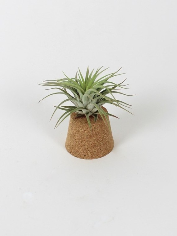 Tillandsia ionantha parafadugón 