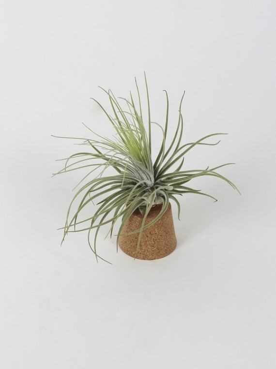 Tillandsia magnusiana parafadugón