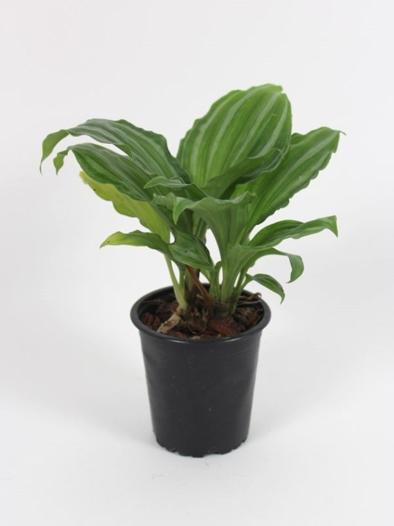 Calanthe argenteostriata