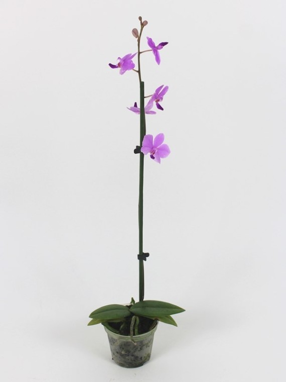 Phalaenopsis pulcherima coerulea x lowii