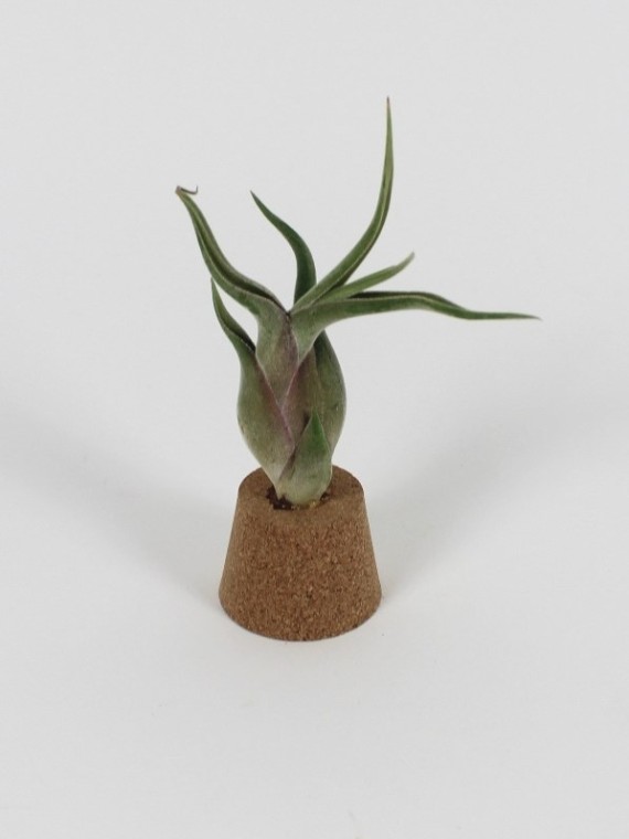 Tillandsia caput - medusae