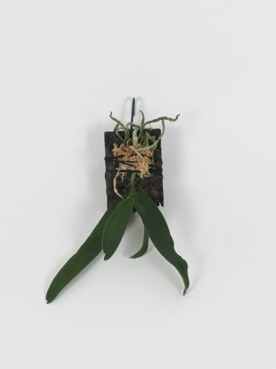 Gasrochilus dasypogon