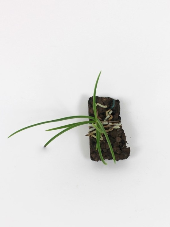 Holcoglossum lingulatum x rupestre