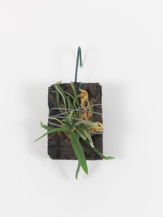 Chiloschista sweelimii