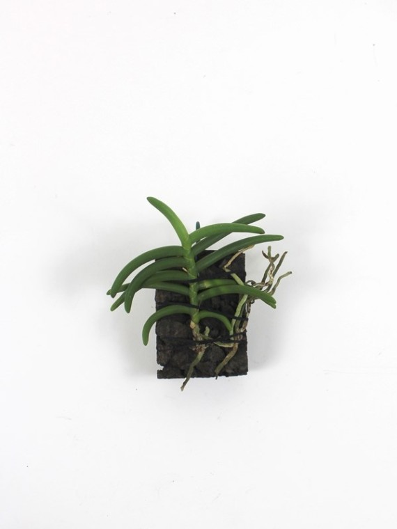 Cleisostoma arietinum