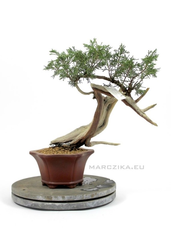 Juniperus sabina - Nehézszagú boróka bonsai alapanyag
