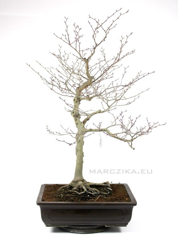 Fagus crenata - Japán fehér bükk bonsai