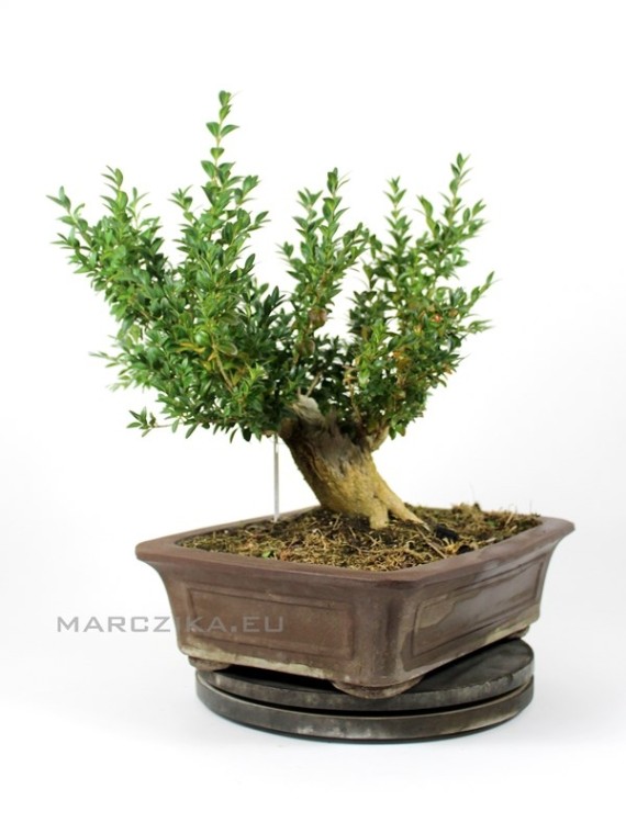 Buxus sempervirens pre bonsai