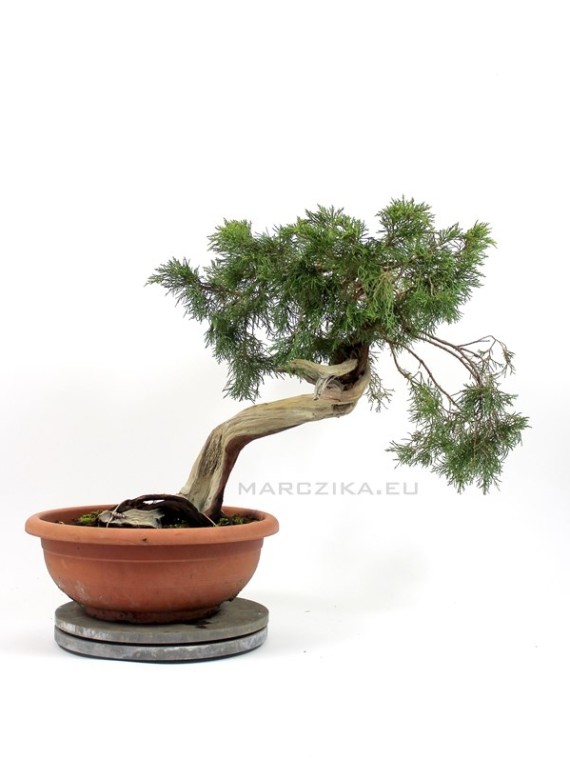 Íves törzsű boróka bonsai alapanyag - Juniperus sabina 