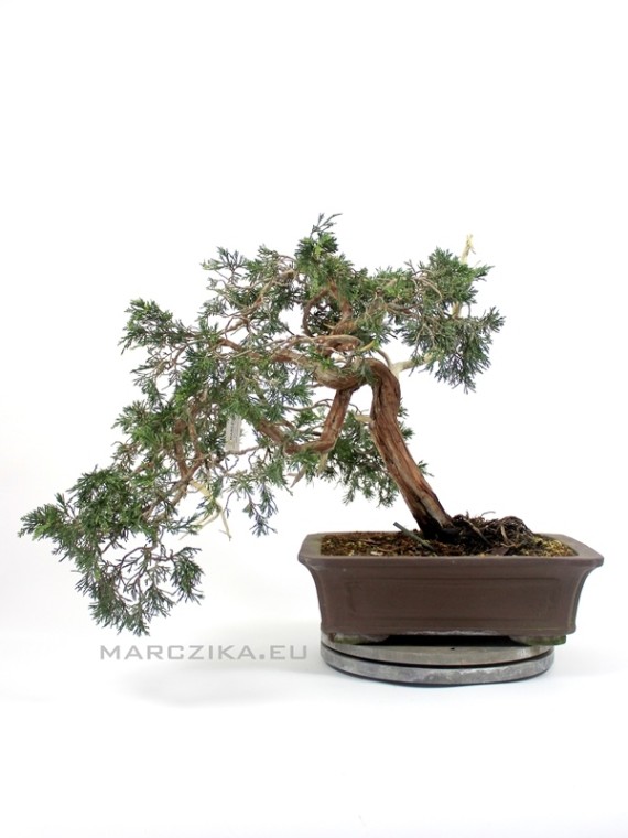 Juniperus sabina - boróka pre bonsai