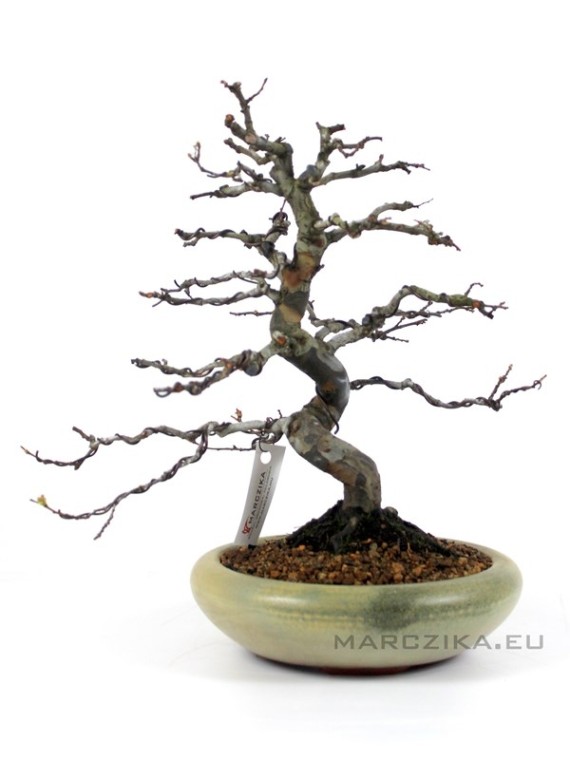Bent trunk Pseudocydonia sinensis Japanese bonsai