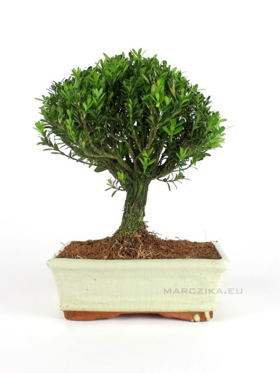 Buxus harlandii - Hongkongi szoba puszpáng 20 B (20 cm - es tálban)