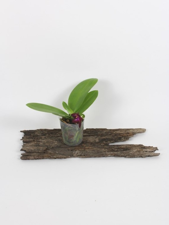 Phalaenopsis LD ' s Bear King 