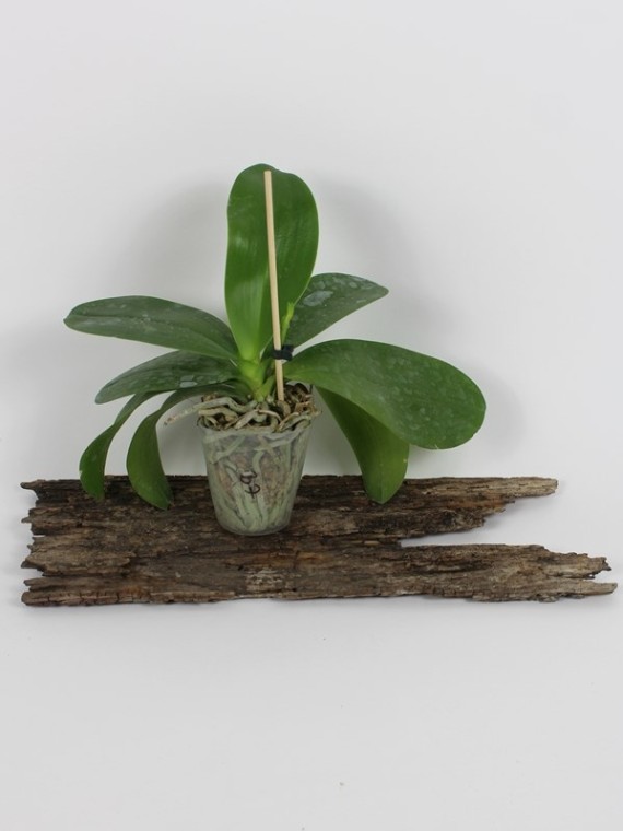 Phalaenopsis Sapphire 's Galah
