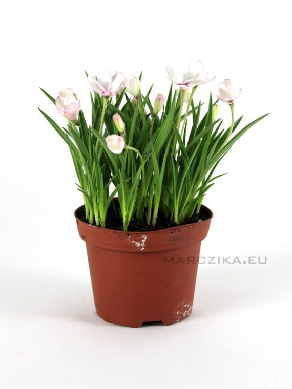 Rhodohypoxis baurii - Kaffercsillag kusamono növény 01.