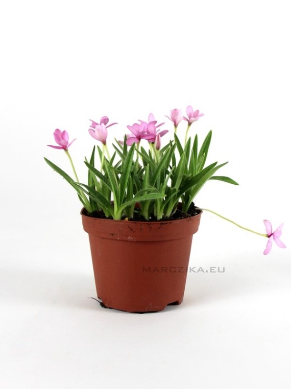 Rhodohypoxis baurii - Kaffercsillag kusamono növény 02.