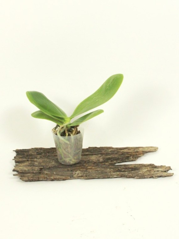 Phalaenopsis KS Redland Spots