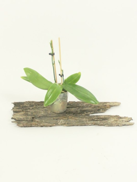 Phalaenopsis tetraspis 'Wisp'