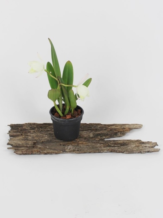 Cattlianthe Chian - Tzy Angel Land  CT-Mesha