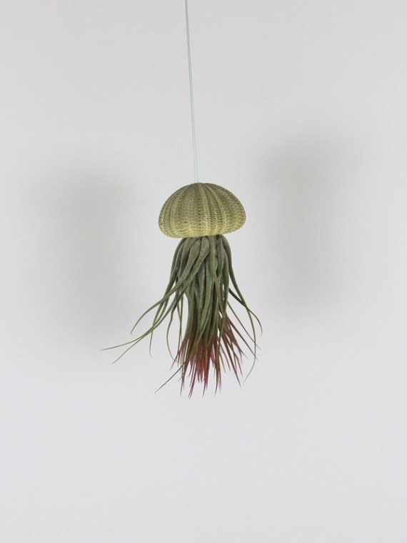 Lebegő Tillandsia ionantha scaposa