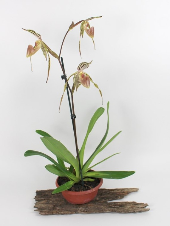 Paphiopedilum Lady Isabel (rothschildianum  x stonei )