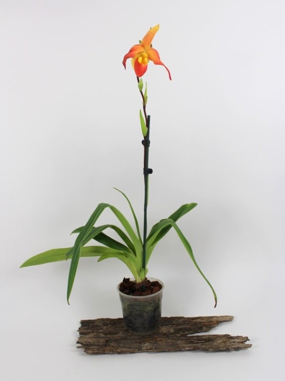 Phragmipedium  Don Wimber  