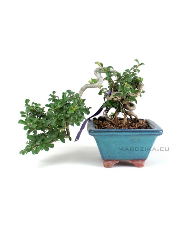 Neagari - kaszkád shohin méretű Chaenomeles speciosa bonsai