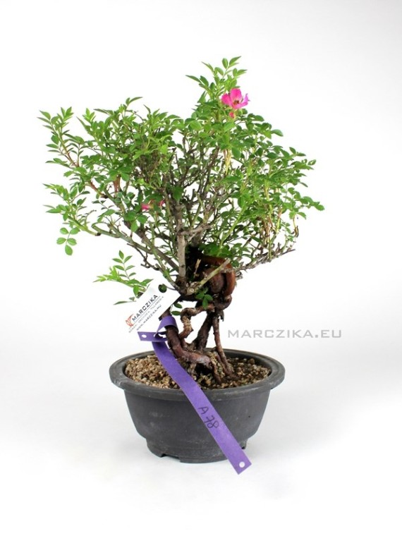 Rosa multiflora bonsai material from South Korea