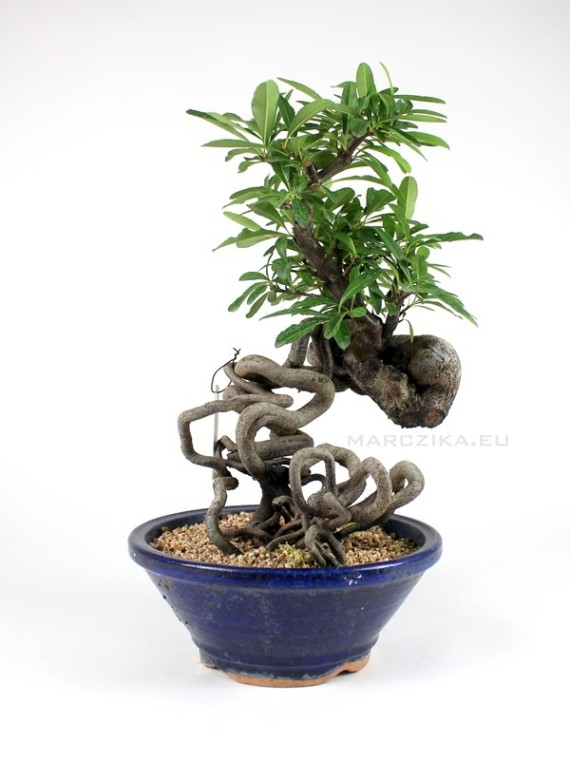 Neagari stílusú Pyracantha bonsai Dél - Koreából