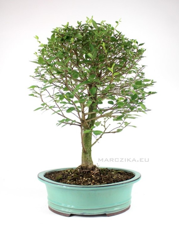 Classic Chinese elm bonsai 40 - 45 cm