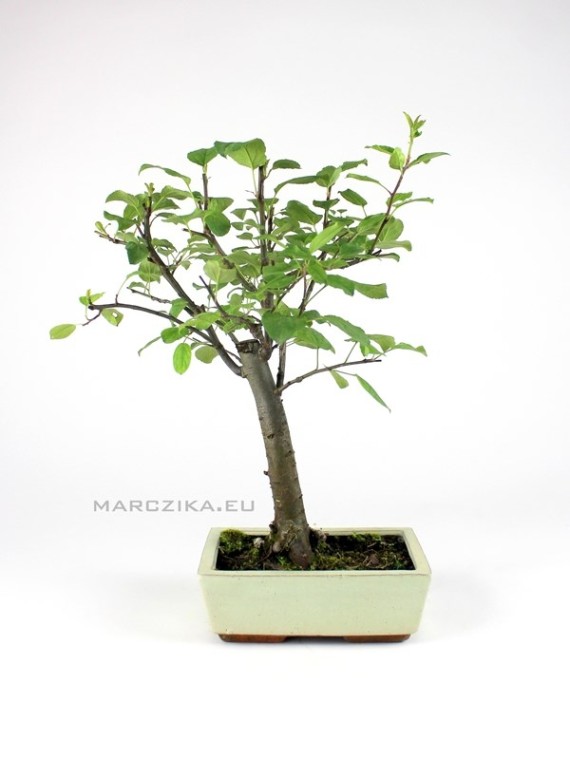 Malus bonsai 20 B