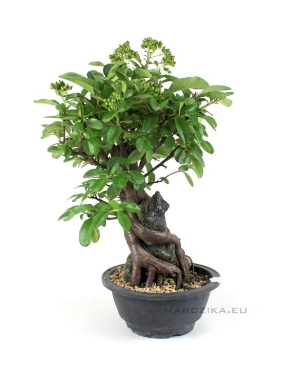 Sekijoju stílusú Pyracantha bonsai alapanyag Dél - Koreából