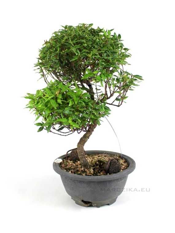 Trachelospermum sp. bonsai alapanyag Dél - Koreából