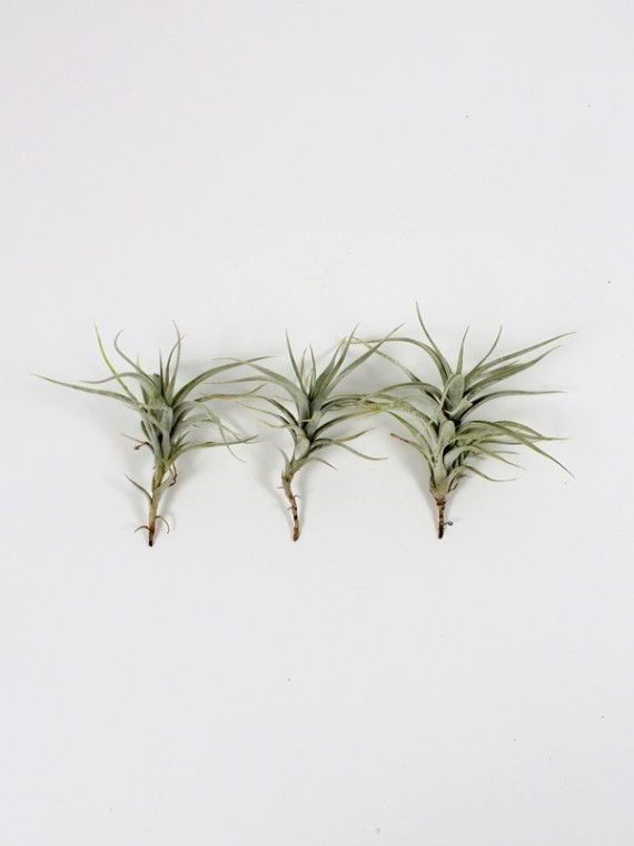 Tillandsia albida 3 db egy csomagban Akció!