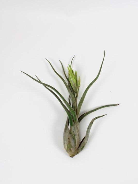 Tillandsia caput-medusae 