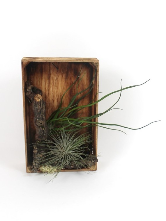 Tillandsia falikép  01.