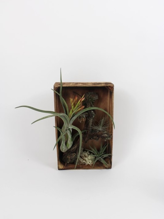 Tillandsia falikép 02.