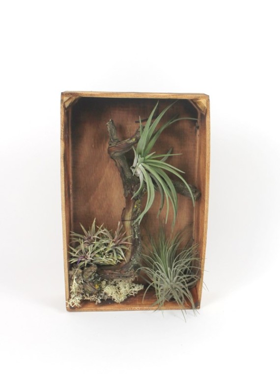 Tillandsia falikép 03.