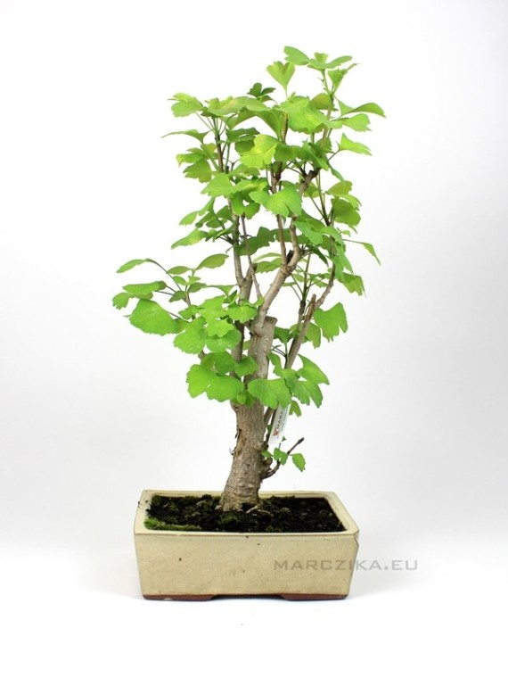 Ginkgo biloba - Páfrányfenyő bonsai 25B